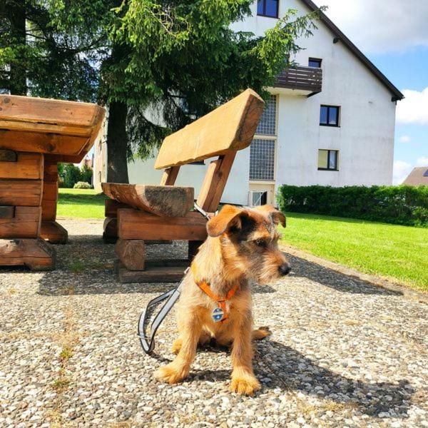 Ferienwohnung Harzluchs Mit Balkon, Netflix Und Sauna Im Haus Гогеґайс Екстер'єр фото